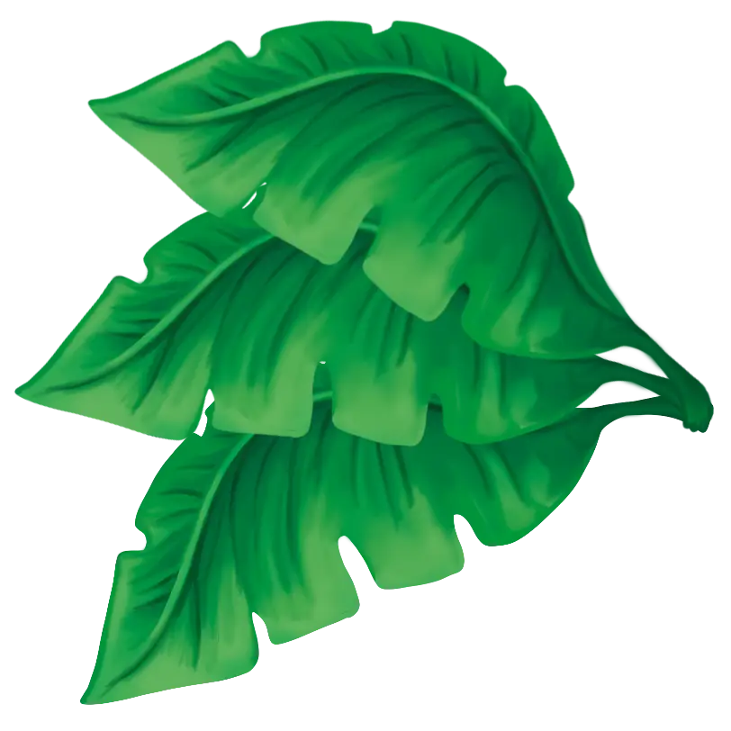 Bouquet décoratif de trois feuilles tropicales orientées vers la gauche, élément graphique du jeu de société Qui dit vrai